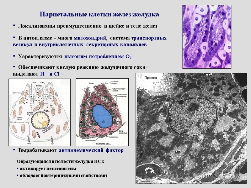 Локализованы преимущественно в шейке и теле желез  В цитоплазме - много митохондрий, система